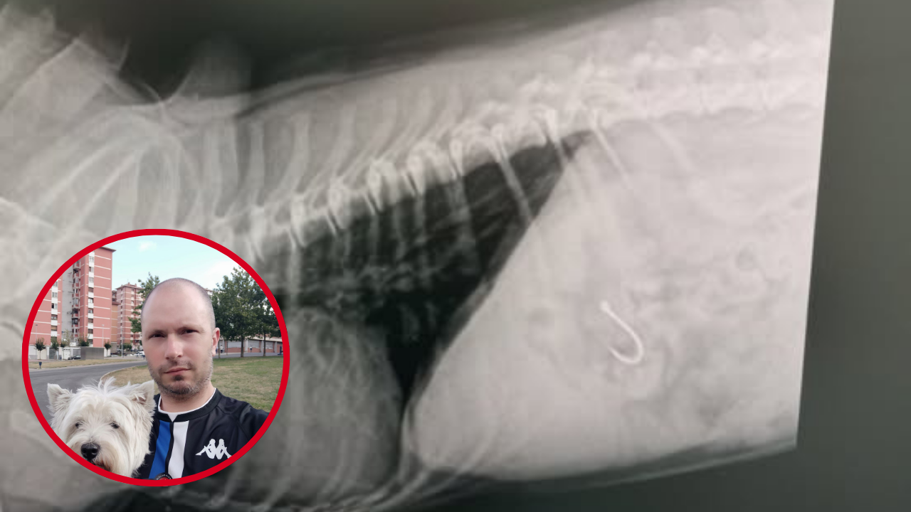 Una perra operada tras tragarse un anzuelo en La Benedicta: «Ha tenido mucha suerte dentro del susto”