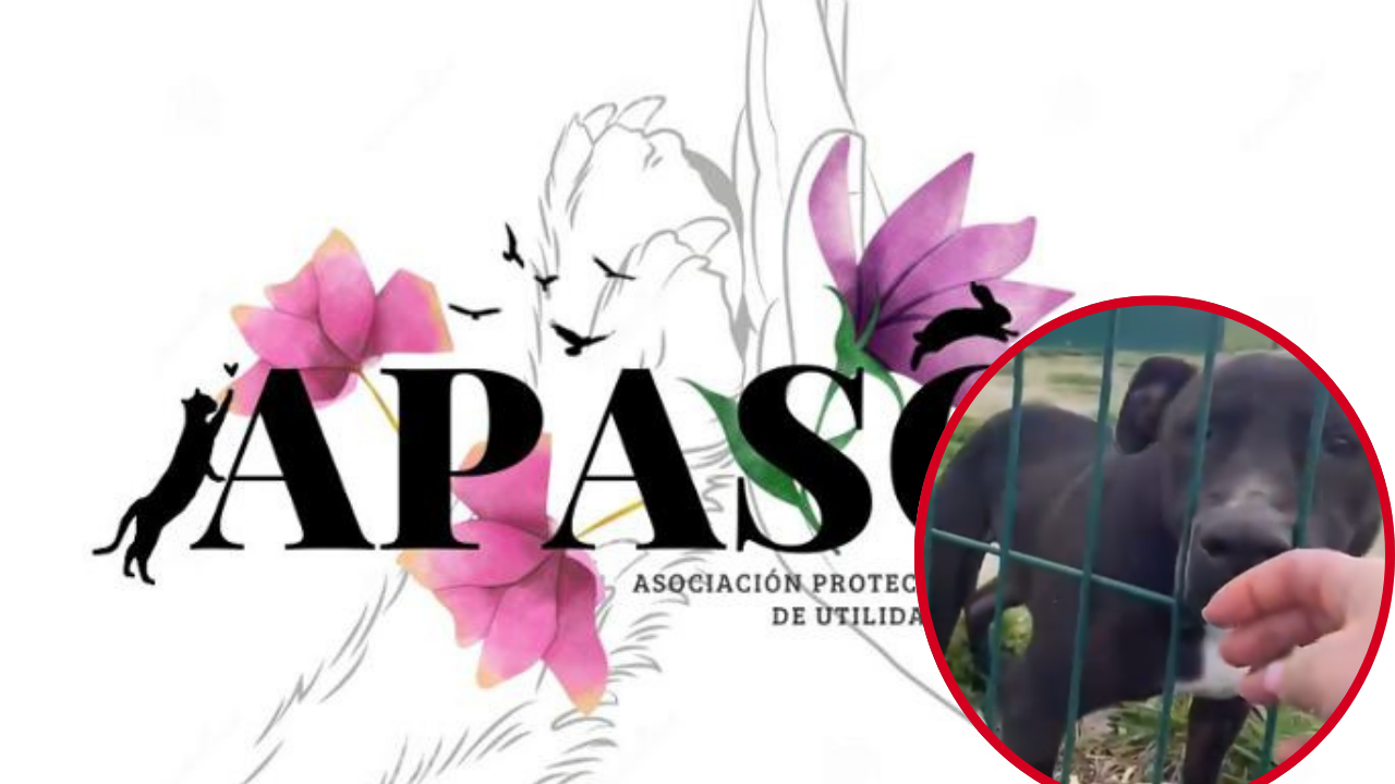 Piden ayuda urgente para sacar a Sugus de la perrera tras 10 años esperando un hogar