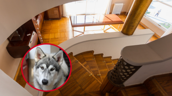 Alquileres: 4 de cada 10 propietarios no quiere familias con niños y el 34% evita mascotas