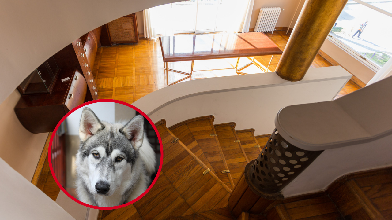 Alquileres: 4 de cada 10 propietarios no quiere familias con niños y el 34% evita mascotas