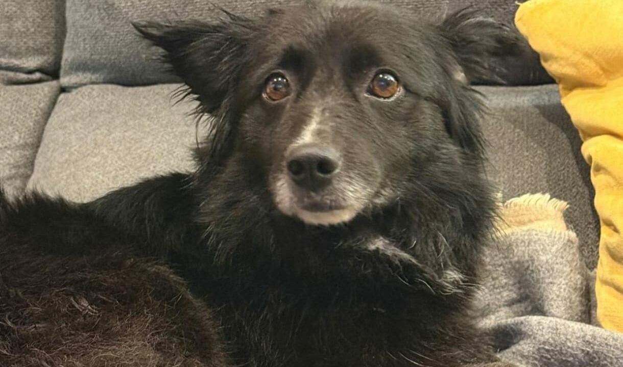 Aparece Moka, la perra desaparecida en Bilbao el 15 de febrero