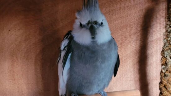 La ninfa carablanca encontrada por la Policía Municipal de Bilbao que todos quieren adoptar