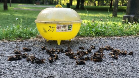 Así trampeará un pueblo de Enkarterri para combatir la avispa asiática