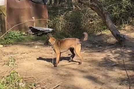 Denuncian el maltrato a dos perros en Carranza