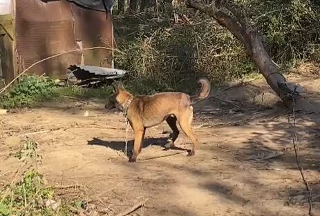 Denuncian el maltrato a dos perros en Carranza