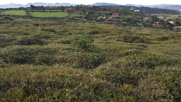 Sopela protege el entorno natural de Atxabiribil eliminando plantas invasoras