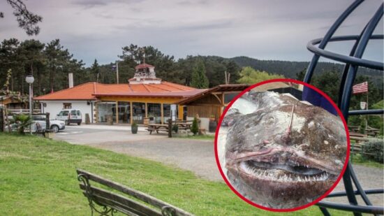 Un rape de 40 kilos causa sensación en Bermeo: «Rara vez llegan ejemplares así»