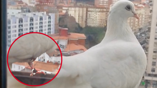 Una paloma blanca irrumpe en Radio Nervión a las puertas de su 40 aniversario