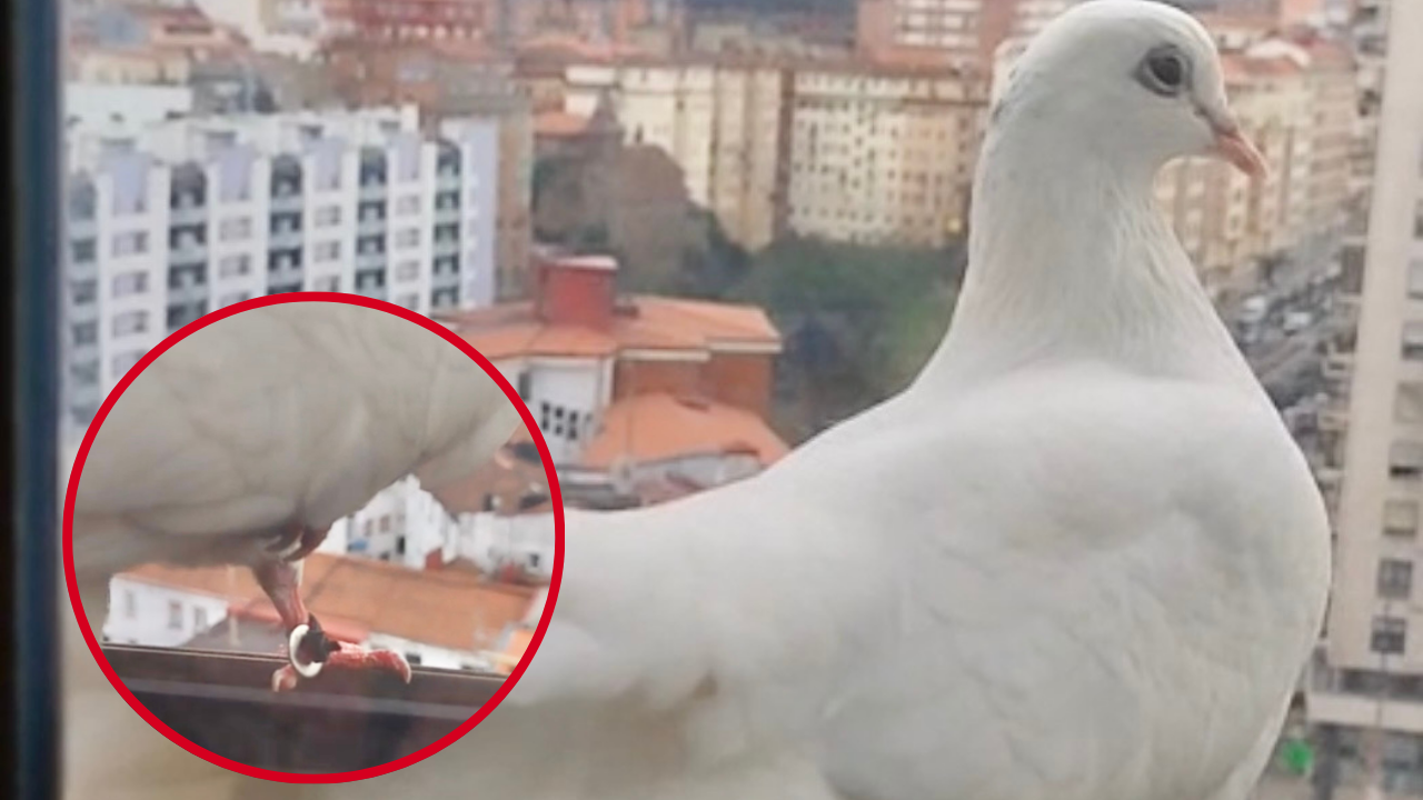 Una paloma blanca irrumpe en Radio Nervión a las puertas de su 40 aniversario