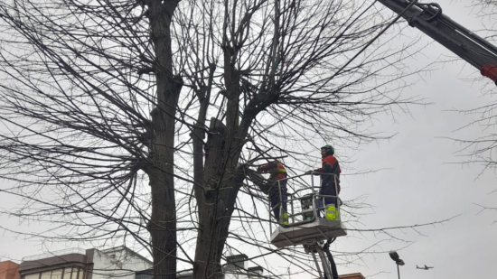 Getxo retira 15 tilos enfermos en Máximo Aguirre
