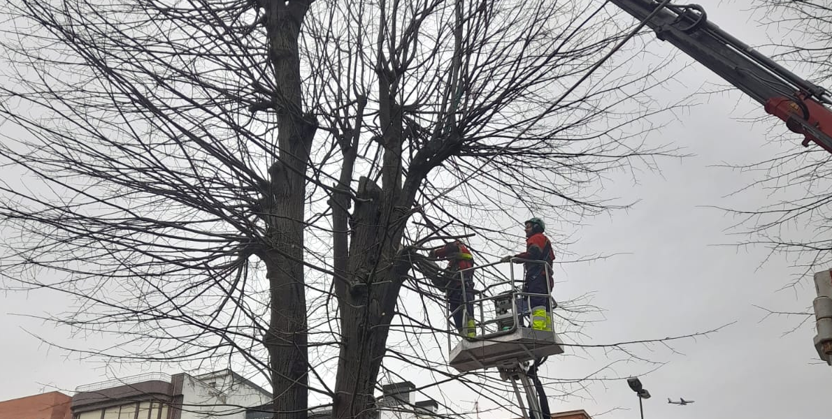 Getxo retira 15 tilos enfermos en Máximo Aguirre