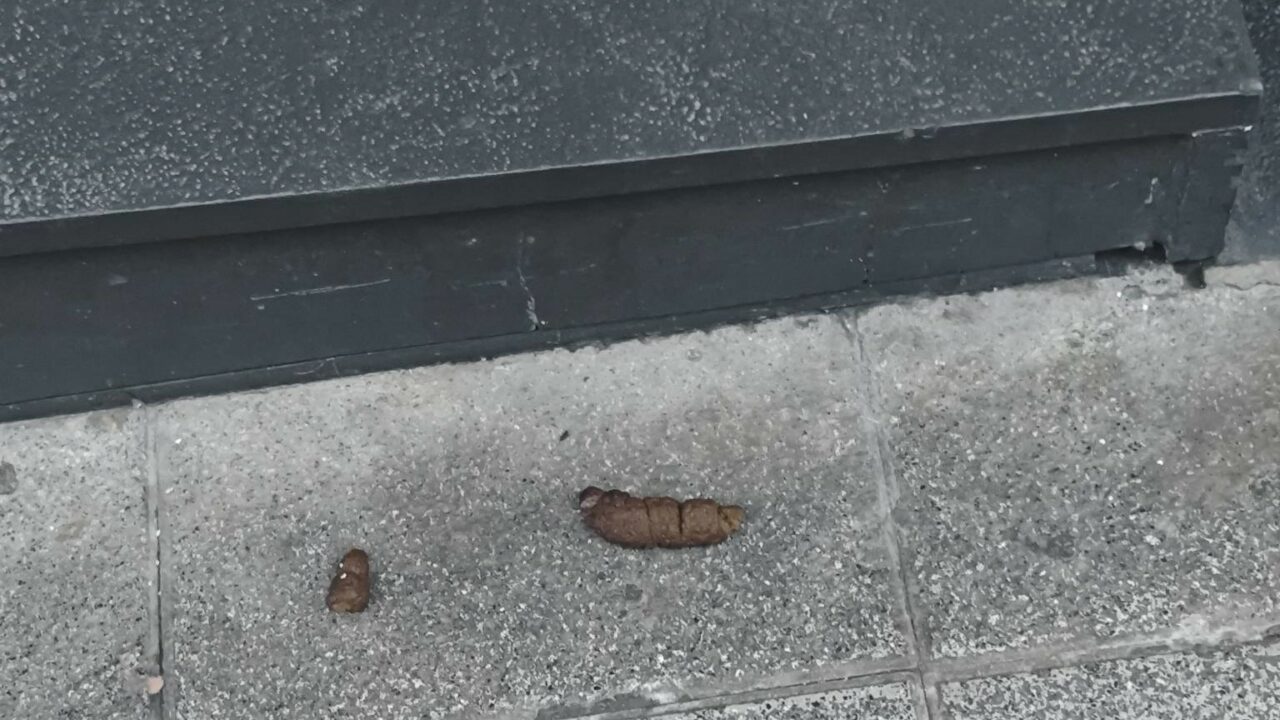 “Cada mañana tenemos que empezar el día quitando cacas de perro de la puerta”: vecinos de Basauri apelan al civismo