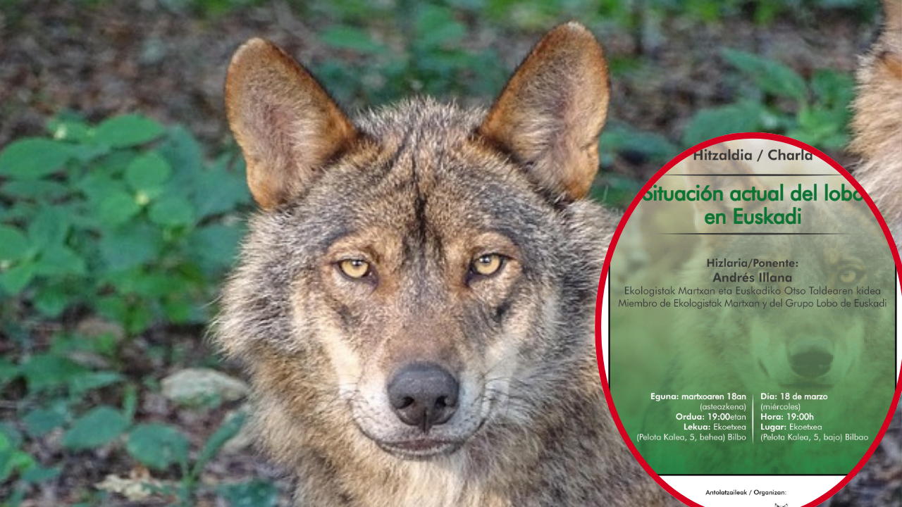 El lobo vuelve al debate en Euskadi: una charla en Bilbao analizará su futuro y la convivencia con la ganadería