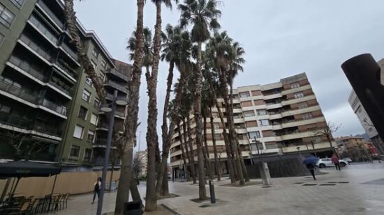 Barakaldo realiza un tratamiento preventivo contra el picudo rojo