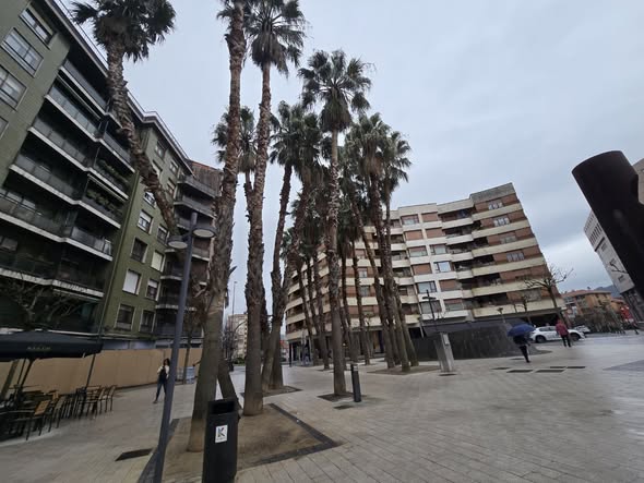 Barakaldo realiza un tratamiento preventivo contra el picudo rojo