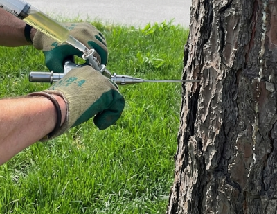 Conoce los tratamientos preventivos de Getxo contra la oruga procesionaria