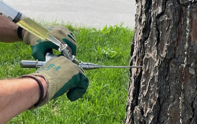 Conoce los tratamientos preventivos de Getxo contra la oruga procesionaria