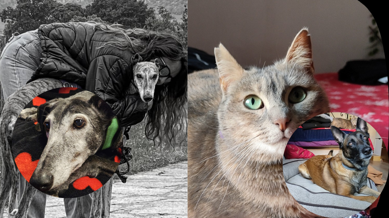 La odisea de alquilar con mascotas en Bizkaia: “Cuando dices que tienes perro, la puerta se cierra”