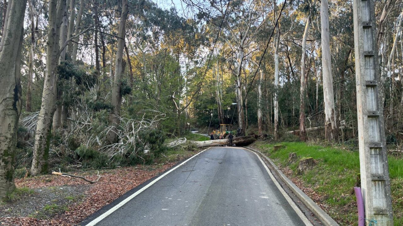 La caída de un árbol corta el paso a los paseantes en Artxanda