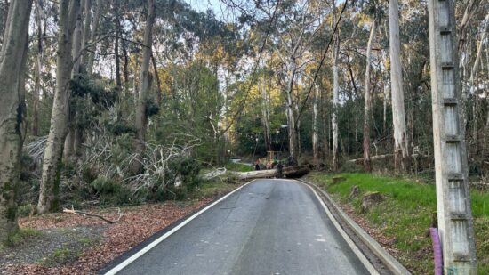 La caída de un árbol corta el paso a los paseantes en Artxanda