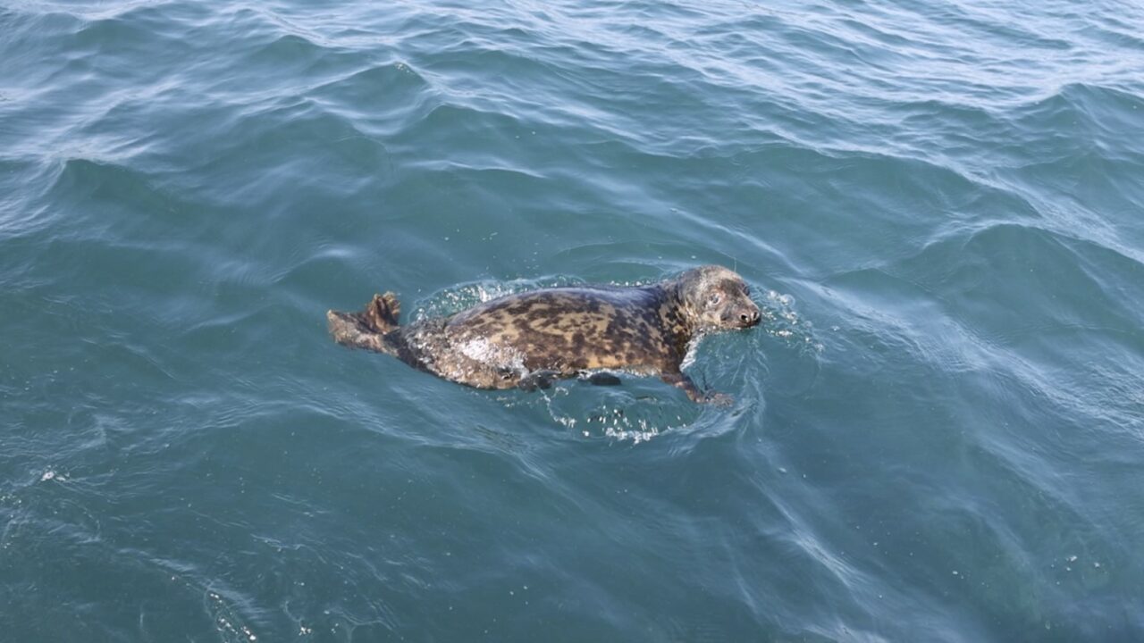 Argi regresa a casa: la foca gris rescatada en Zarautz vuelve al mar tras meses de recuperación en Gorliz