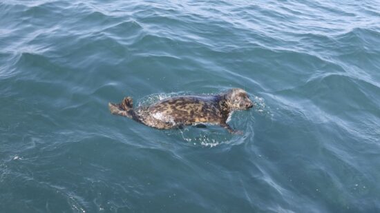 Argi regresa a casa: la foca gris rescatada en Zarautz vuelve al mar tras meses de recuperación en Gorliz