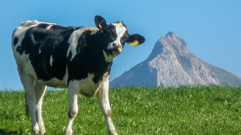 Los ganaderos y ganaderas podrán reclamar una indemnización por leche vendida entre 2000 y 2013