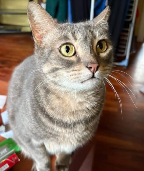 Se busca a una gata desparecida en Karrantza: «Ayra no es una gata más, es mi familia»