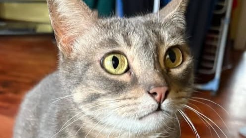 Se busca a una gata desparecida en Karrantza: «Ayra no es una gata más, es mi familia»