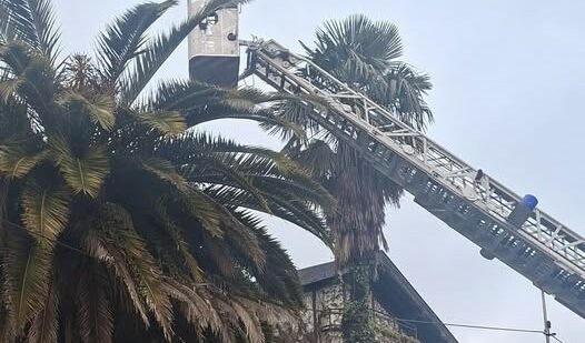 Emotivo rescate en Zalla: salvan a un gato que llevaba días atrapado en una palmera