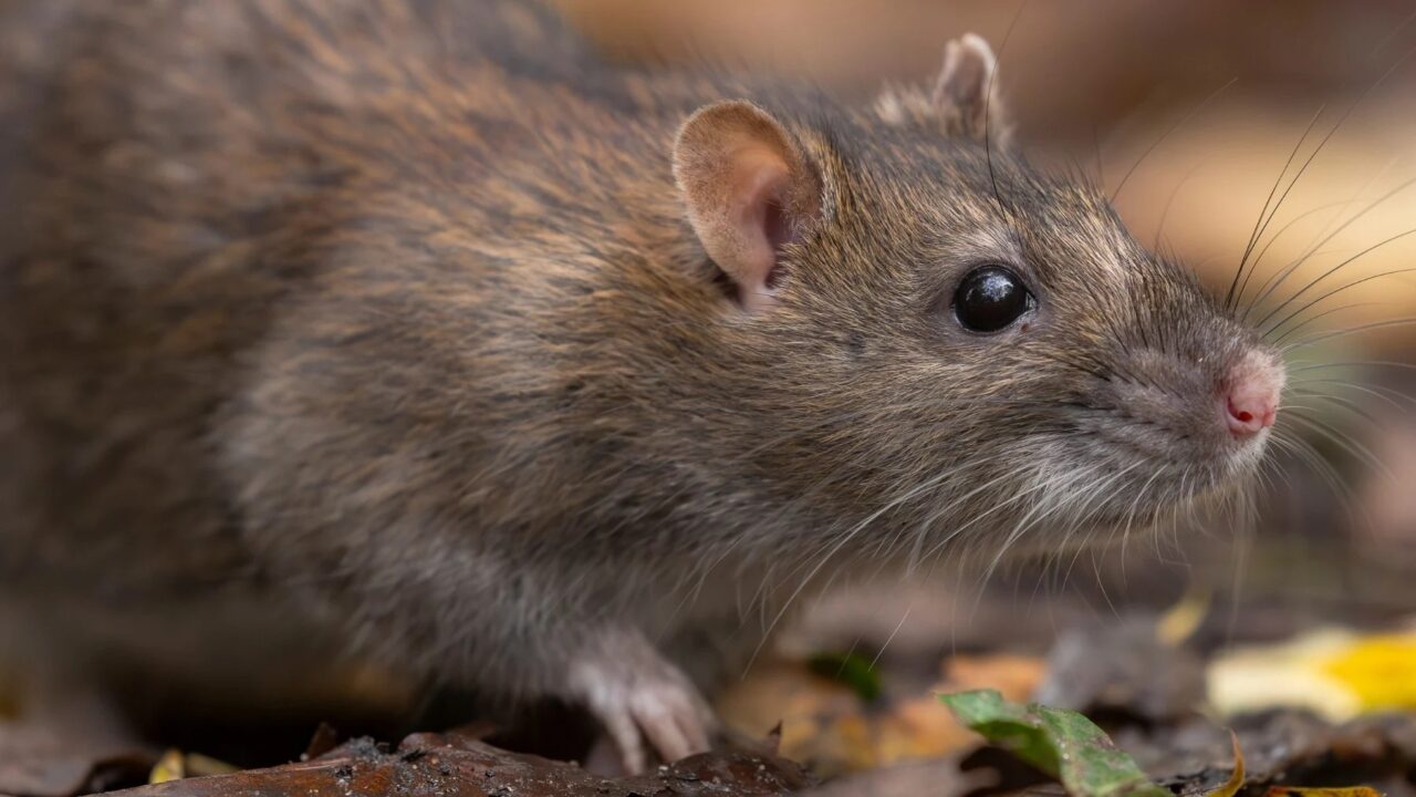 A la caza de la rata en Rekalde: Bilbao activa la ofensiva de primavera contra los roedores