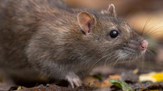 A la caza de la rata en Rekalde: Bilbao activa la ofensiva de primavera contra los roedores
