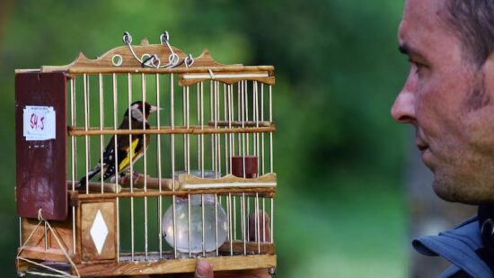 Llega el Concurso de Pájaros Cantores, una tradición única