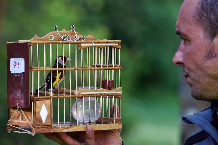 Llega el Concurso de Pájaros Cantores, una tradición única