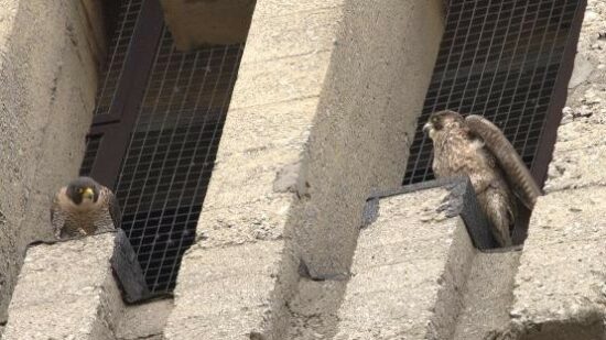 Mercedes y Tony: los halcones peregrinos que se han empadronado en Getxo