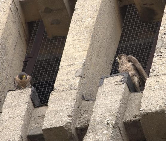 Mercedes y Tony: los halcones peregrinos que se han empadronado en Getxo