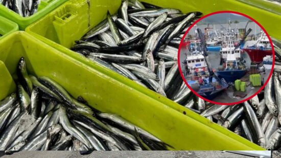 Santoña se desborda con la llegada masiva de bocarte: más de 60.000 cajas en una jornada histórica