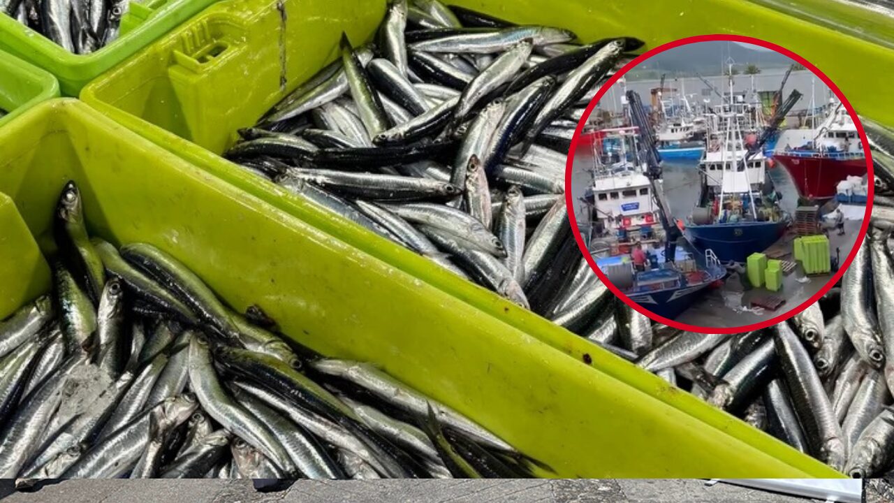 Santoña se desborda con la llegada masiva de bocarte: más de 60.000 cajas en una jornada histórica