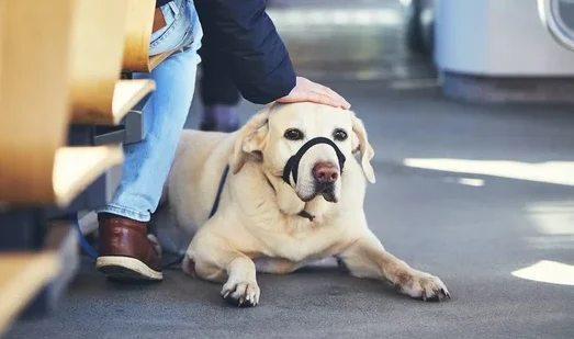 Elkarrekin Podemos pide eliminar las restricciones de tamaño en los perros para viajar en metro