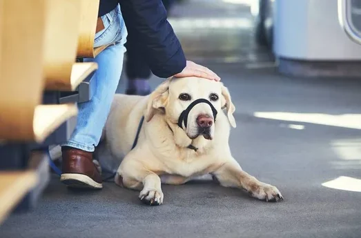 Elkarrekin Podemos pide eliminar las restricciones de tamaño en los perros para viaja en metro