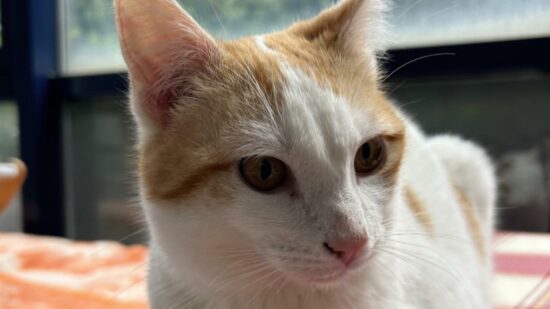 Odín, el gato que espera su hogar: una historia que busca final feliz en Bilbao