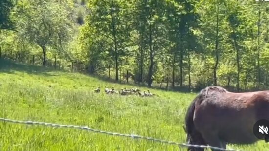 “Había 80 o 100 buitres y lo destrozaron en minutos”: brutal ataque a un potrillo en Berriz
