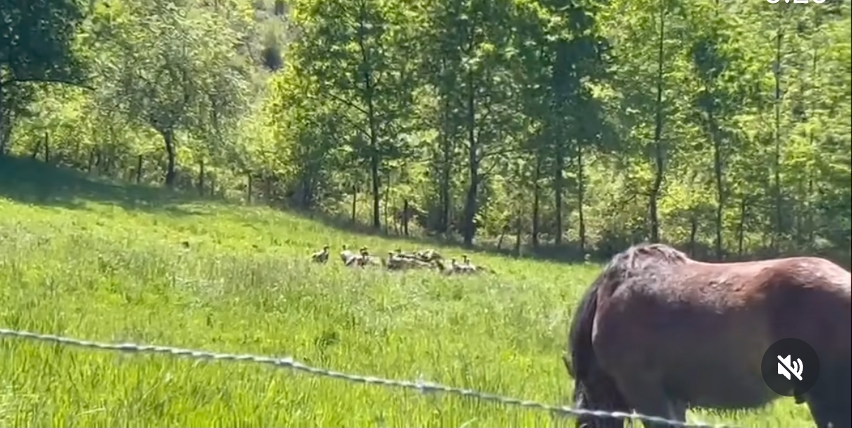 “Había 80 o 100 buitres y lo destrozaron en minutos”: brutal ataque a un potrillo en Berriz