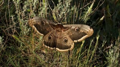 Getxo organiza talleres para estudiar y conocer sus mariposas: así puedes apuntarte
