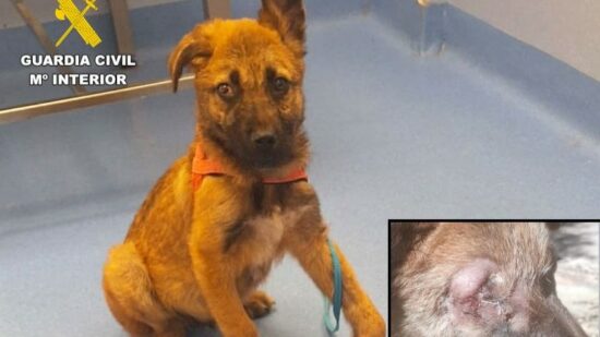 Dos investigados en Cantabria por presunto maltrato animal a un cachorro de perro de tres meses