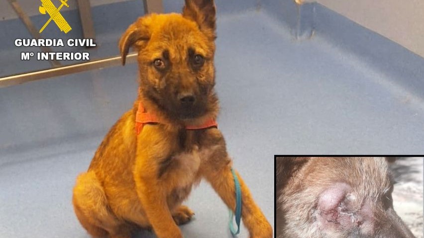Dos investigados en Cantabria por presunto maltrato animal a un cachorro de perro de tres meses