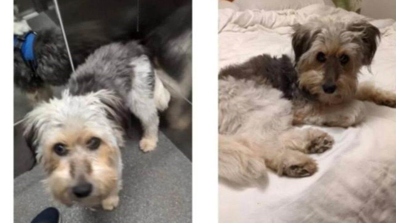 Buscan a Milo: piden ayuda para encontrar a un perro perdido en la zona de Astrabudua
