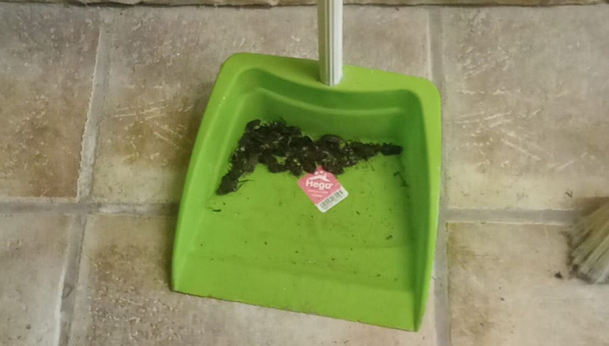 Vecinos de Aranguren denuncian una posible plaga de cucarachas: “El otro día me desperté y le quité una a mi mujer de la cabeza”