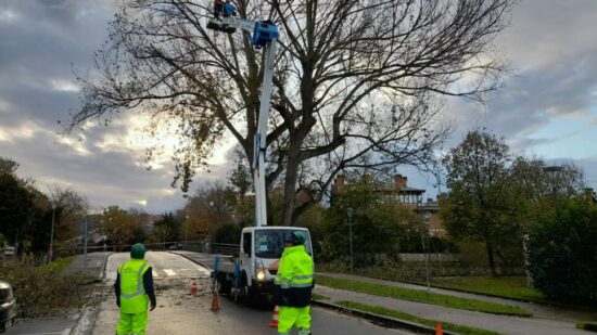 Getxo refuerza el municipio con la plantación de 861 nuevos árboles y la actuación en 4.400 ejemplares