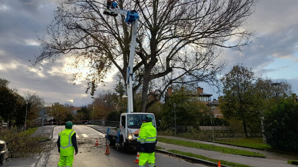 Getxo refuerza el municipio con la plantación de 861 nuevos árboles y la actuación en 4.400 ejemplares